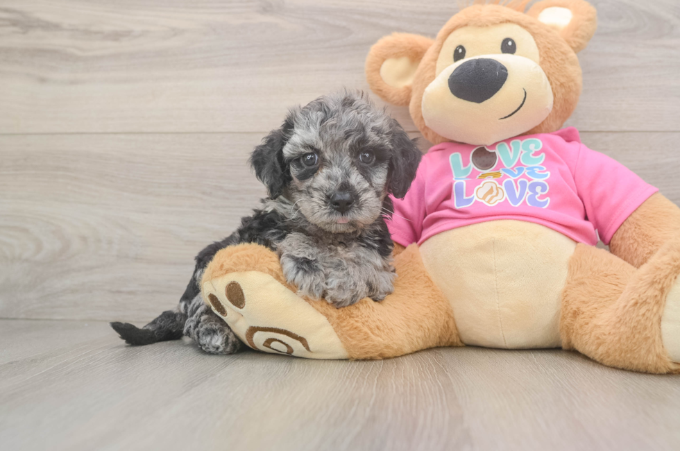 5 week old Poochon Puppy For Sale - Puppy Love PR