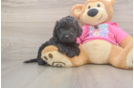 Happy Poochon Baby