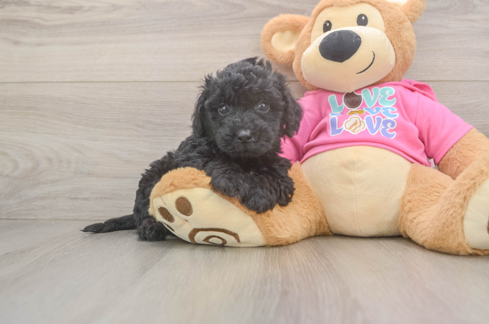 5 week old Poochon Puppy For Sale - Puppy Love PR