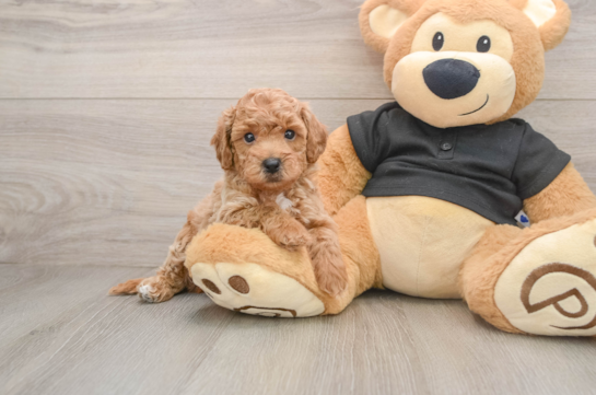 Best Poochon Baby