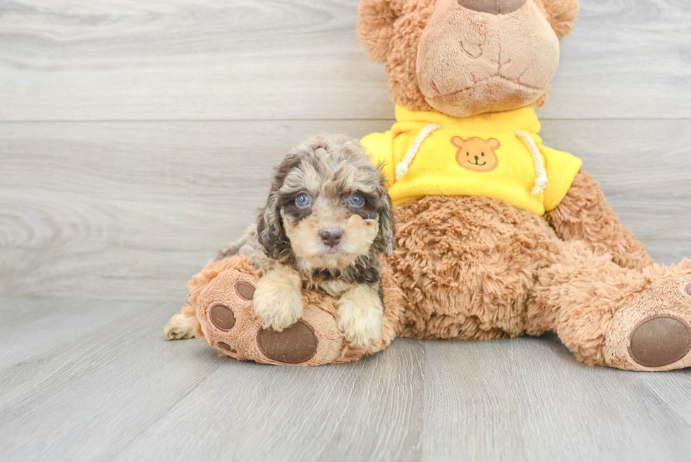 Poochon Pup Being Cute