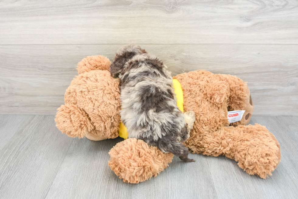 Fluffy Poochon Poodle Mix Pup