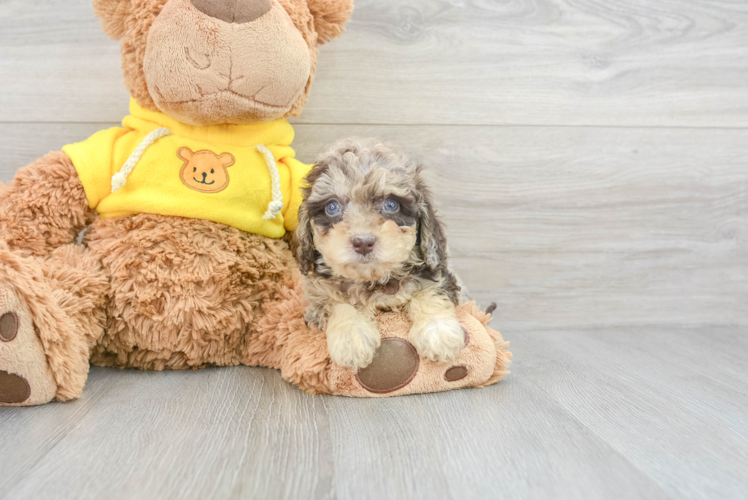 Hypoallergenic Bichpoo Poodle Mix Puppy