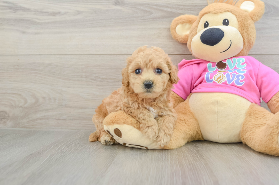 6 week old Poochon Puppy For Sale - Puppy Love PR