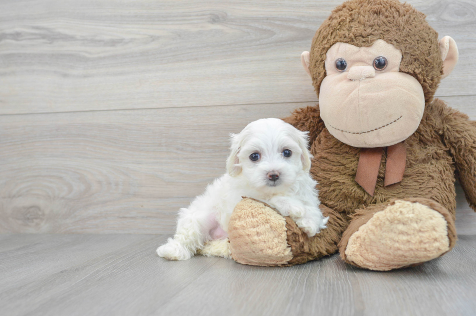 8 week old Poochon Puppy For Sale - Puppy Love PR