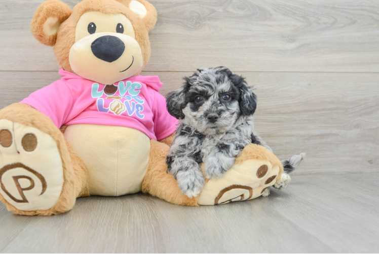 Friendly Poochon Baby