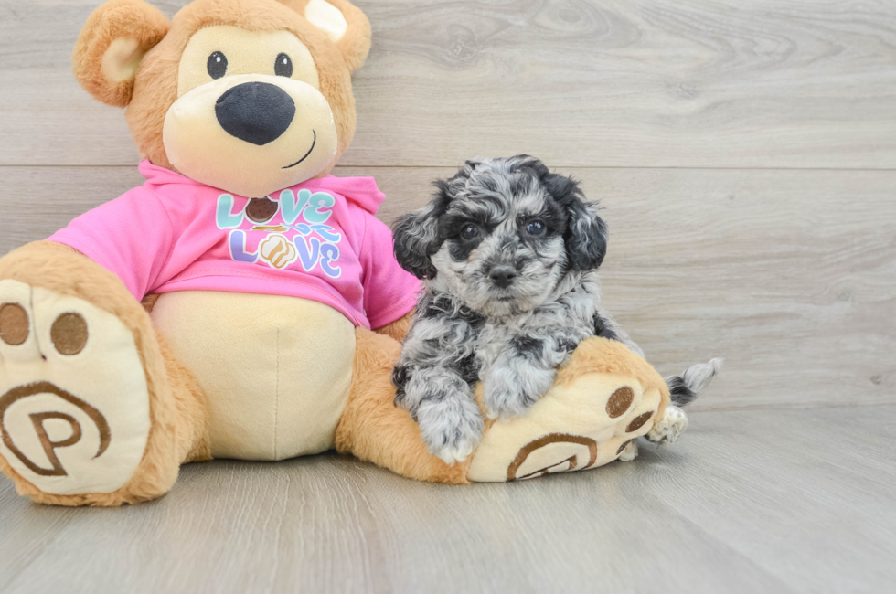 6 week old Poochon Puppy For Sale - Puppy Love PR