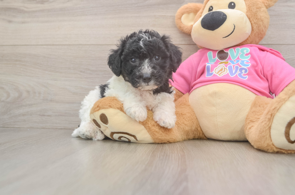 5 week old Poochon Puppy For Sale - Puppy Love PR