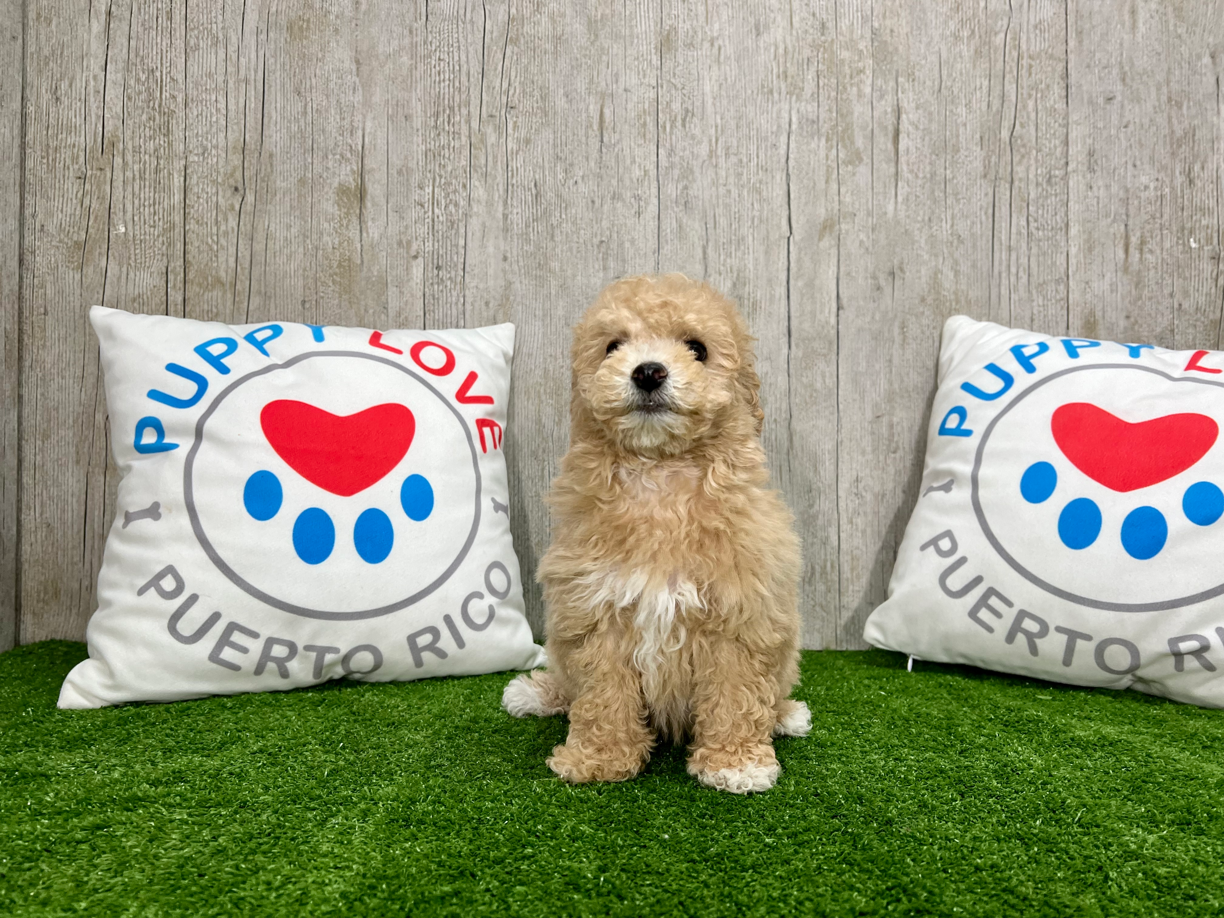 Cute Bichpoo Poodle Mix Puppy