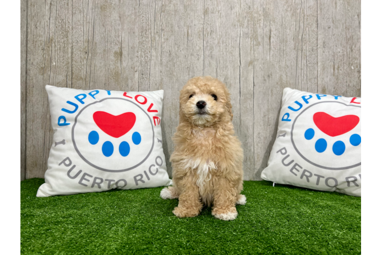 Meet Ellen - our Poochon Puppy Photo 1/4 - Puppy Love PR Cute Bichpoo Poodle Mix Puppy