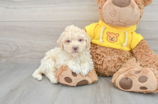 Poochon Puppy for Adoption