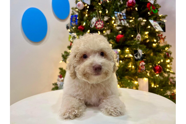 Cute Poochon Poodle Mix Pup