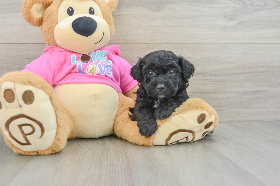 6 week old Poochon Puppy For Sale - Puppy Love PR