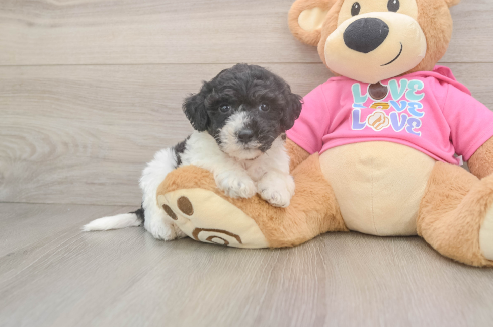 5 week old Poochon Puppy For Sale - Puppy Love PR