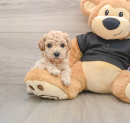 7 week old Poochon Puppy For Sale - Puppy Love PR