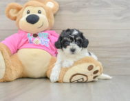 6 week old Poochon Puppy For Sale - Puppy Love PR