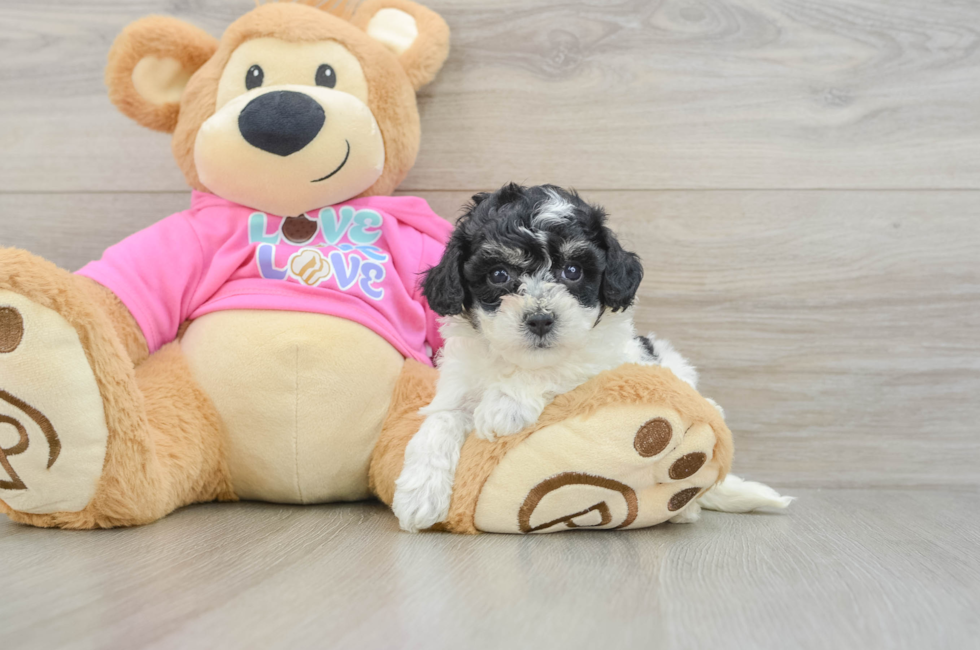 6 week old Poochon Puppy For Sale - Puppy Love PR