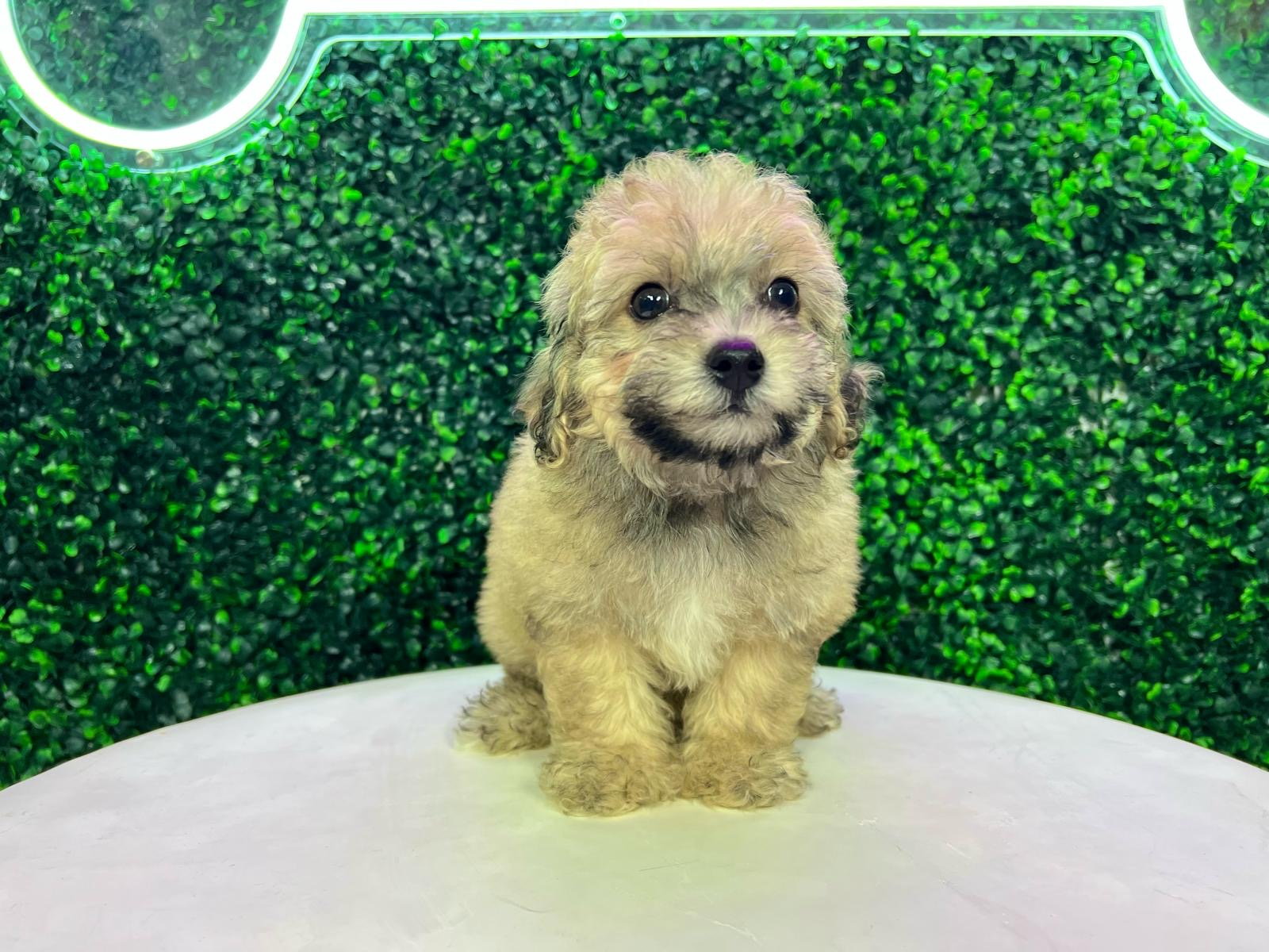 Cute Bichpoo Poodle Mix Puppy