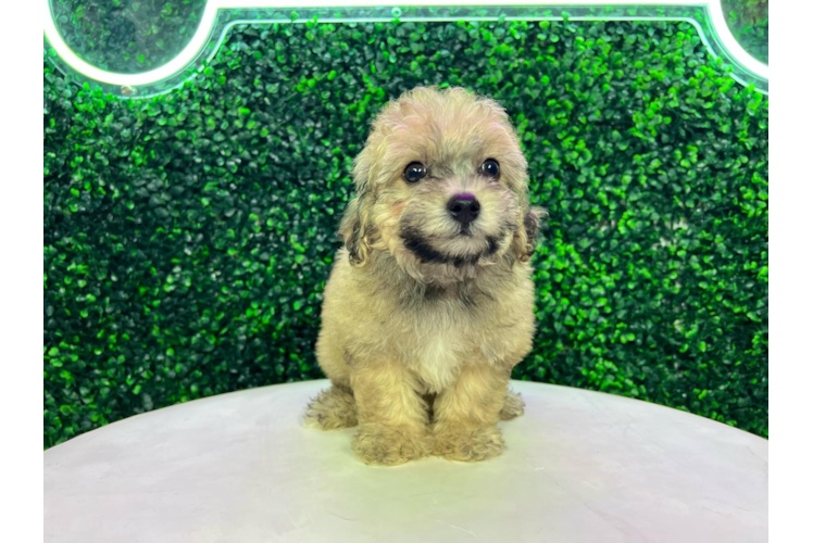 Meet Evan - our Poochon Puppy Photo 1/4 - Puppy Love PR Cute Bichpoo Poodle Mix Puppy