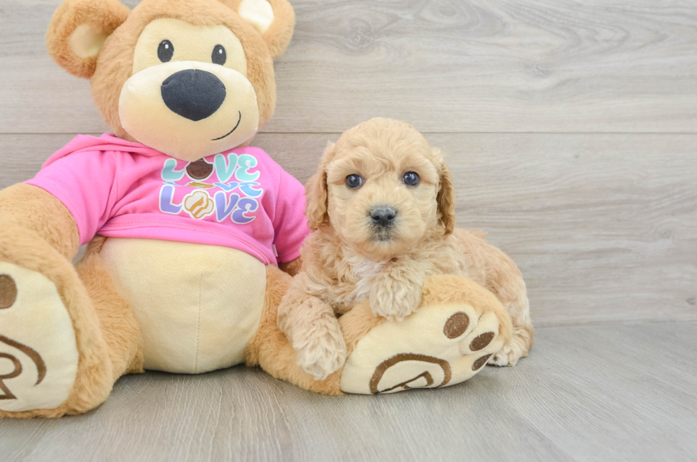 6 week old Poochon Puppy For Sale - Puppy Love PR