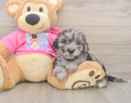 8 week old Poochon Puppy For Sale - Puppy Love PR