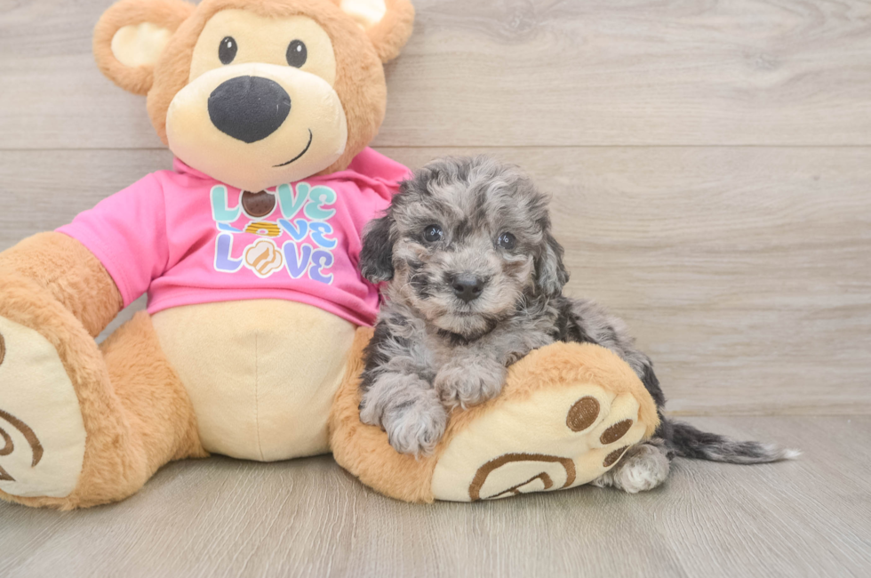 5 week old Poochon Puppy For Sale - Puppy Love PR