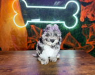 10 week old Poochon Puppy For Sale - Puppy Love PR