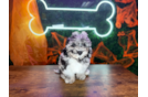 Cute Poochon Baby