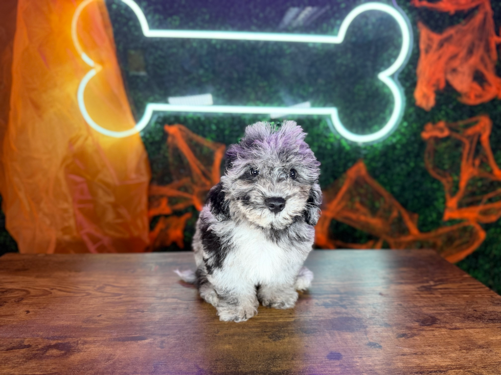 Cute Poochon Baby