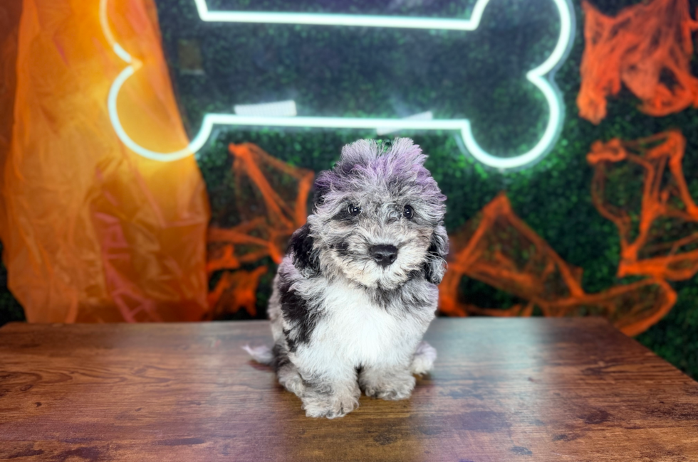 10 week old Poochon Puppy For Sale - Puppy Love PR