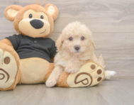 6 week old Poochon Puppy For Sale - Puppy Love PR