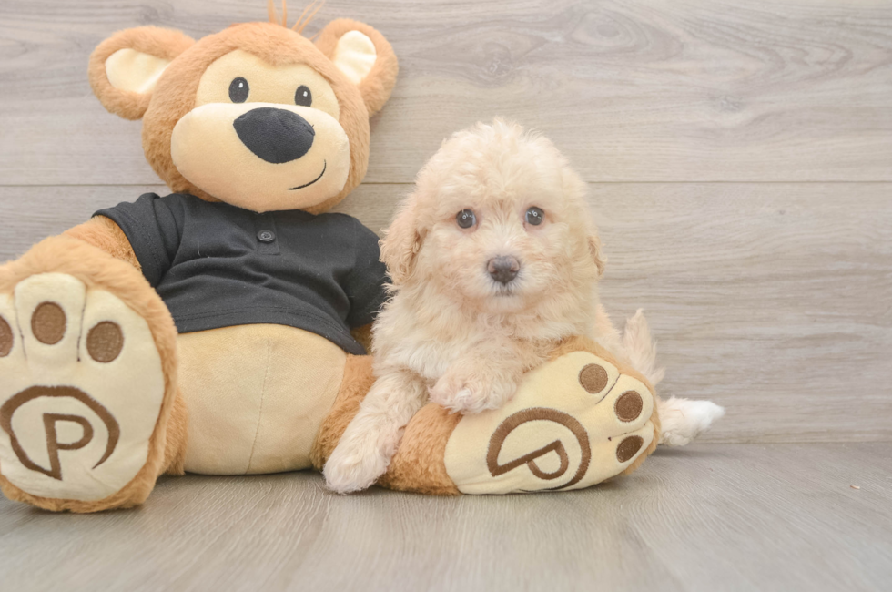 5 week old Poochon Puppy For Sale - Puppy Love PR