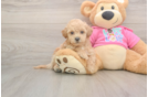 Popular Poochon Poodle Mix Pup