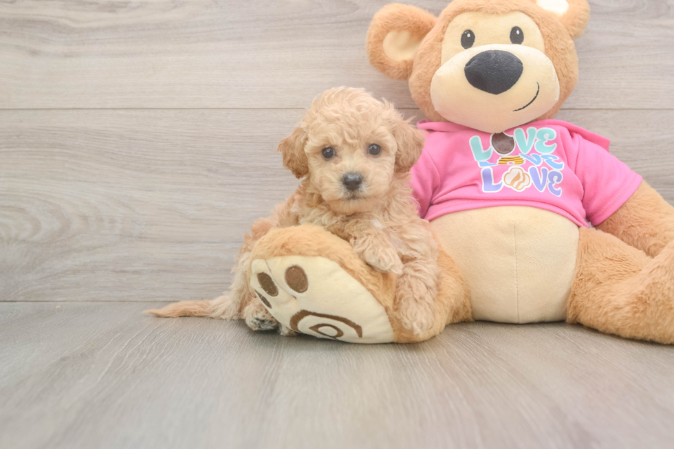 Popular Poochon Poodle Mix Pup