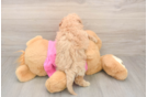 Best Poochon Baby