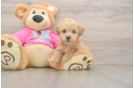 Poochon Pup Being Cute