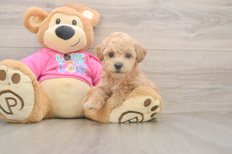 5 week old Poochon Puppy For Sale - Puppy Love PR