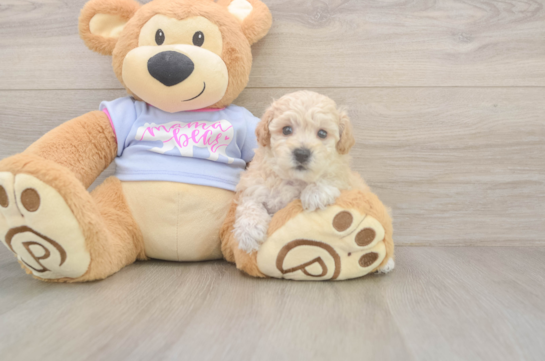 5 week old Poochon Puppy For Sale - Puppy Love PR Best Poochon Baby