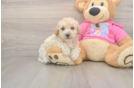 Happy Poochon Baby