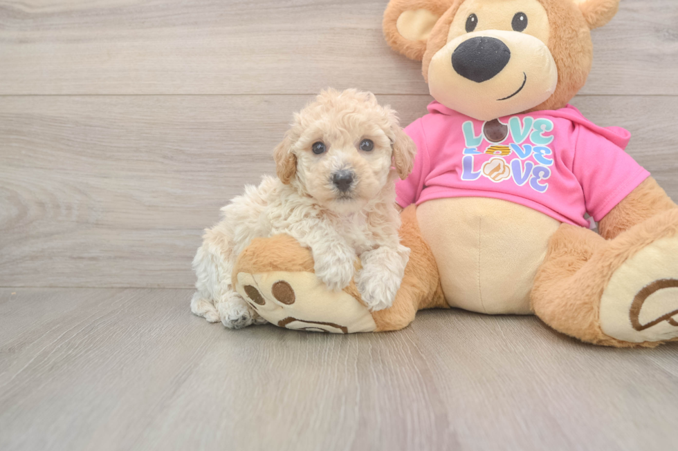 Happy Poochon Baby