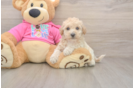 Poochon Puppy for Adoption