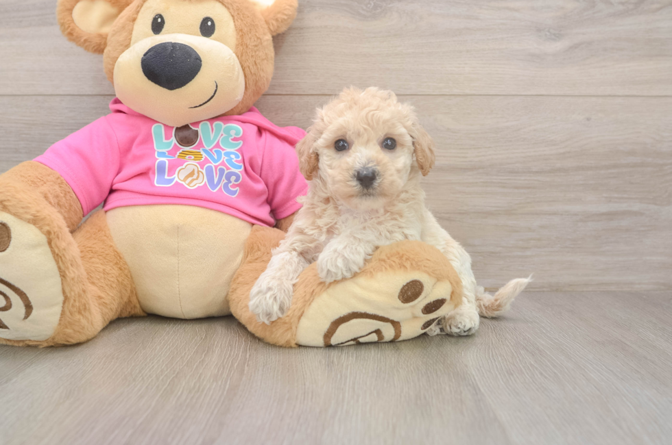5 week old Poochon Puppy For Sale - Puppy Love PR