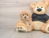 5 week old Poochon Puppy For Sale - Puppy Love PR