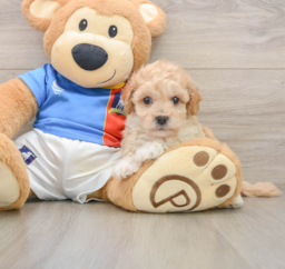 6 week old Poochon Puppy For Sale - Puppy Love PR