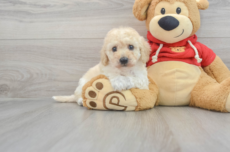 6 week old Poochon Puppy For Sale - Puppy Love PR