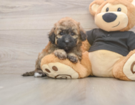 6 week old Poochon Puppy For Sale - Puppy Love PR