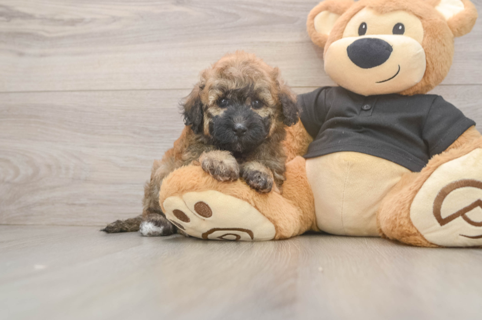 5 week old Poochon Puppy For Sale - Puppy Love PR
