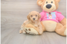 Funny Poochon Poodle Mix Pup