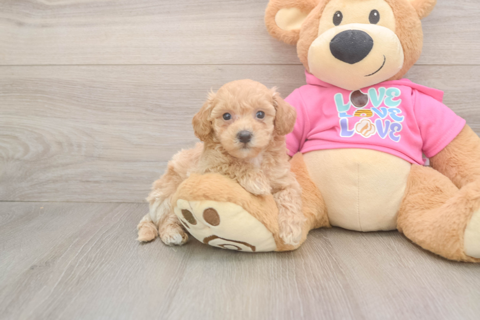 Funny Poochon Poodle Mix Pup