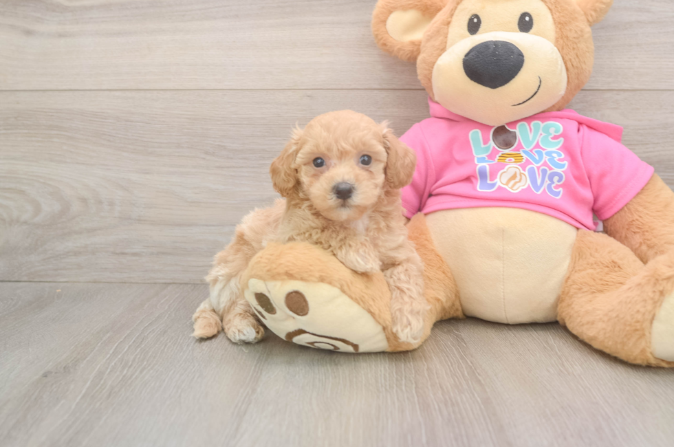 5 week old Poochon Puppy For Sale - Puppy Love PR